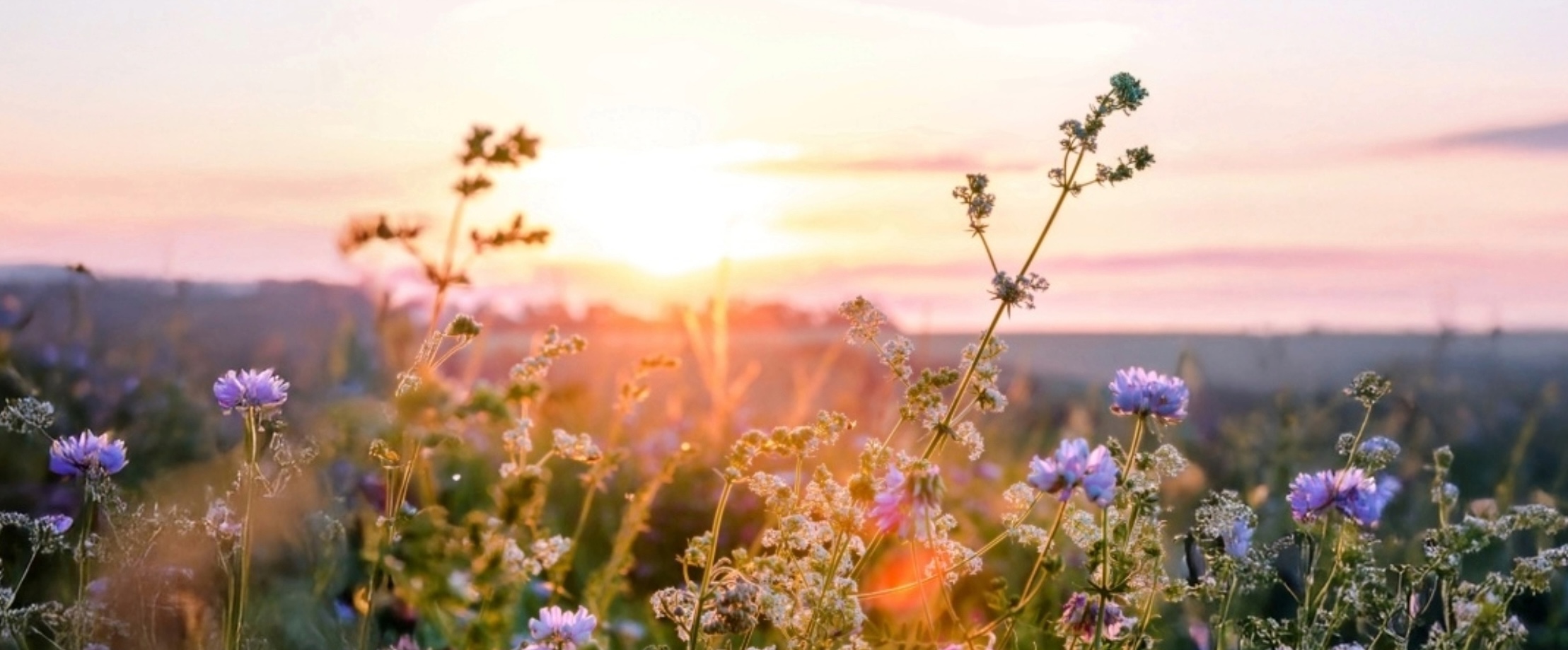 Wildflower Trails 3-4 (1)
