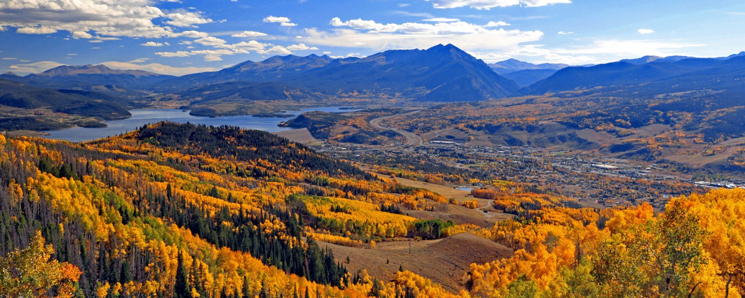 Golden aspens in the fall in Summit County, Colorado