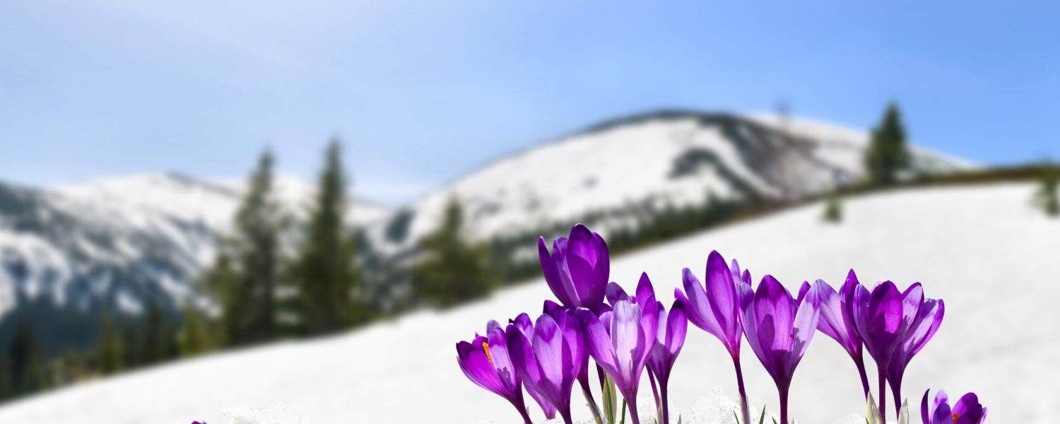 Spring landscape of blooming flowers violet crocuses ( Crocus heuffelianus ) on glade in mountains covered of snow. Carpathian mountains