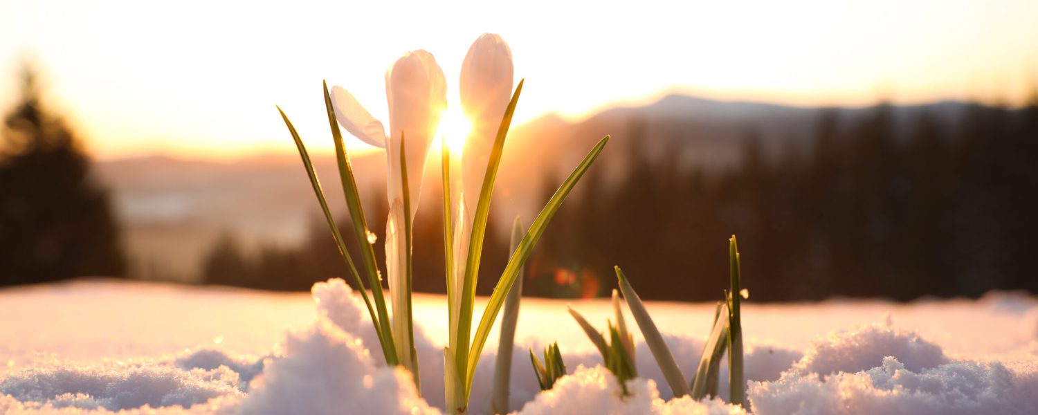 Beautiful crocuses growing through snow. First spring flowers
