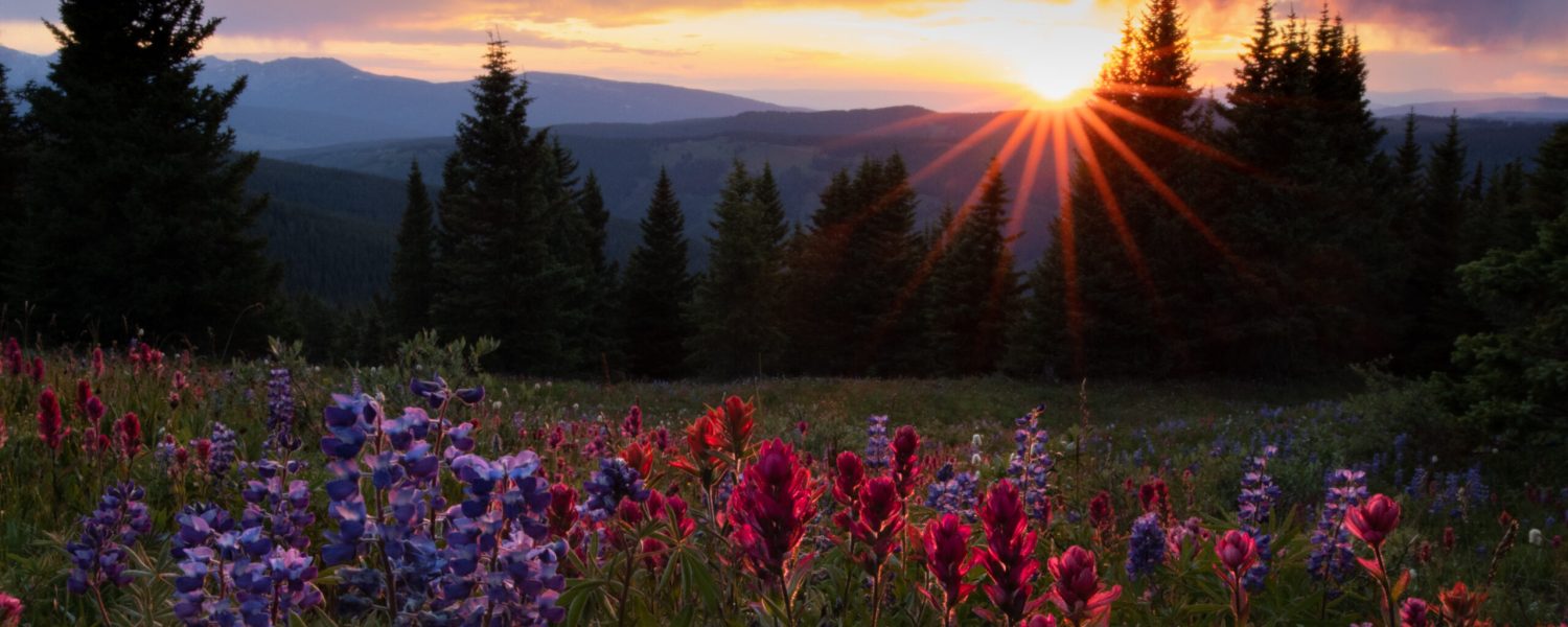 Wildflowers at Sunset