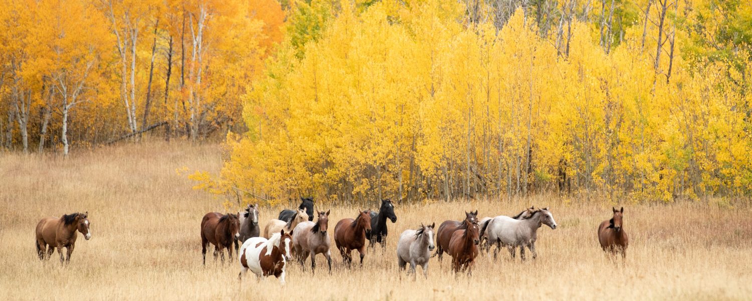 Herd of horses against the backdrop of colorful autumn aspen tre