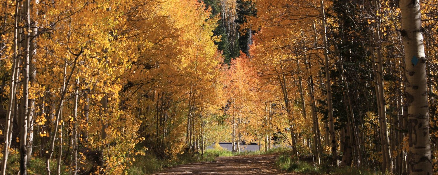 Stewart Voutour Fall Drive