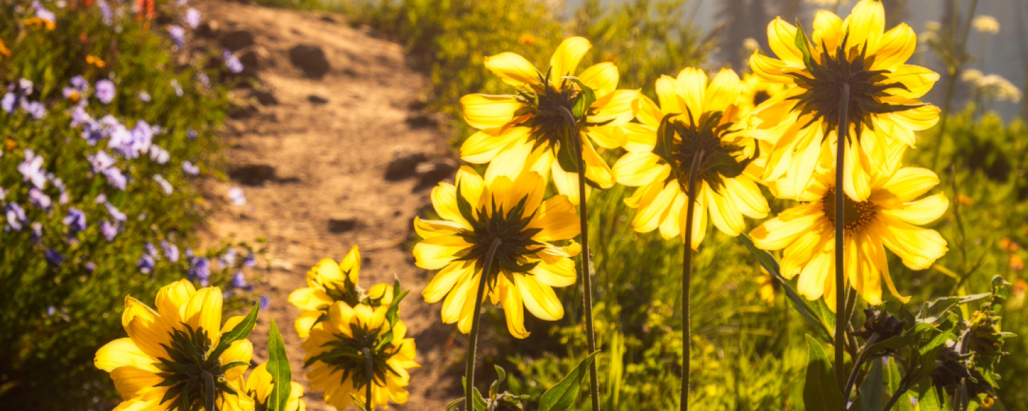 Wildflower Trails 4